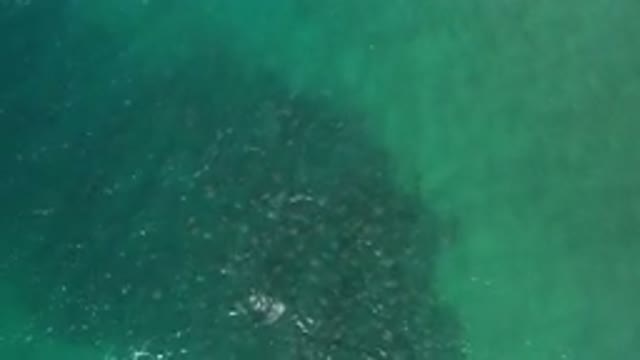 LOS CABOS MEXICO-2020: Blue Ocean View With Seaweed
