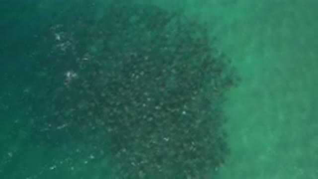 LOS CABOS MEXICO-2020: Fish Numbing at Green Sea Like Mustard Frying at Oil Pan