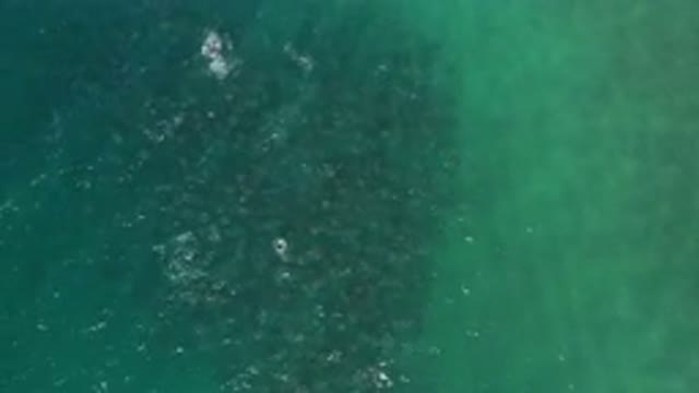 LOS CABOS MEXICO-2020: Top View Of Green Sea Water With A Huge School Of Fish