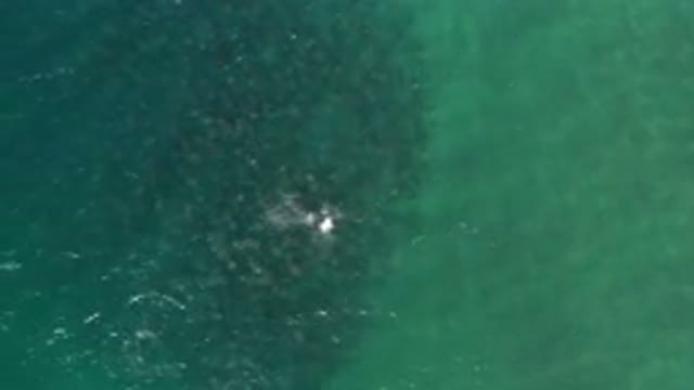 LOS CABOS MEXICO-2020: Top View Of Green Sea With Calm Waves And Person Swimming