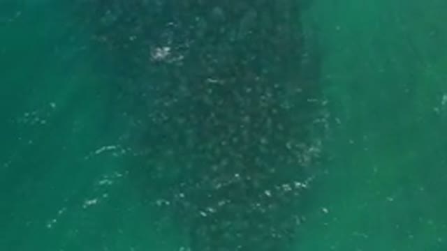 LOS CABOS MEXICO-2020: Beautiful Aerial Shot Of Huge School Of Fish With Select