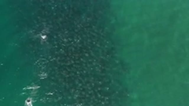 LOS CABOS MEXICO-2020: A Group Of Fishes Are Swimming Forward While Splashing
