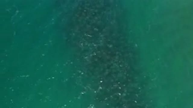 LOS CABOS MEXICO-2020: A View Of The Ocean With Animals Swimming And Moving