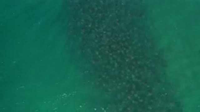 LOS CABOS MEXICO-2020: Green Sea View With Calm Waves And Seaweed In The