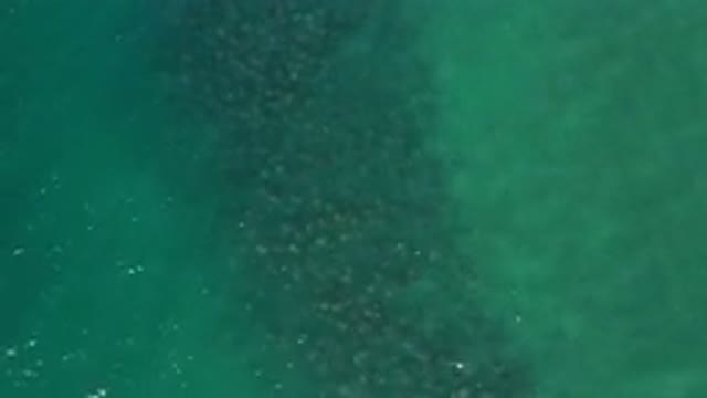 LOS CABOS MEXICO-2020: Sea Life Daytime Ocean Water Blue