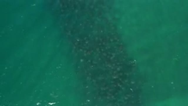 LOS CABOS MEXICO-2020: Large School of Small Fish Migrating Together in Ocean