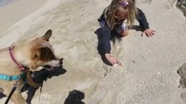LOS CABOS MEXICO-2020: Dog Barking on Sand During Daytime Discovery