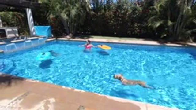 LOS CABOS MEXICO-2020: Cute Dog Having Fun With The Family Swimming In A Pool
