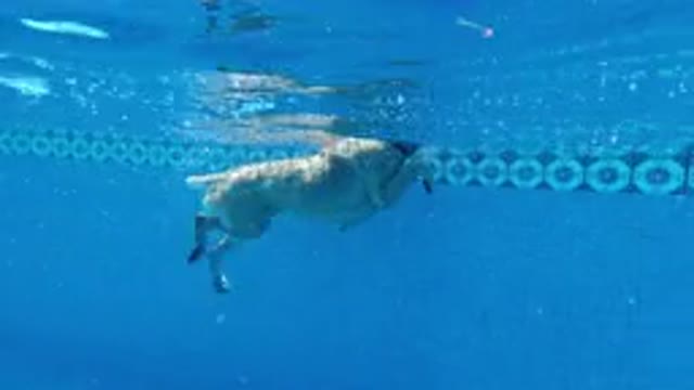 LOS CABOS MEXICO-2020: An Underwater View Of A Dog Swimming In A Pool