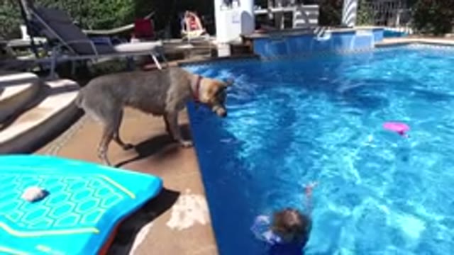 LOS CABOS MEXICO-2020: Dog Watching Closely As Child Plays In A Blue Swimming Pool