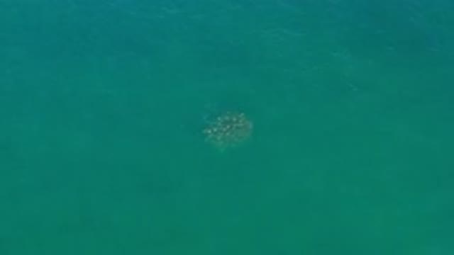 LOS CABOS MEXICO-2020: Unidentified Sea Creature Swimming On The Sea
