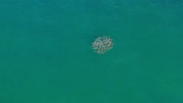 LOS CABOS MEXICO-2020: School Of Fish Swimming Freely In The Blue Ocean