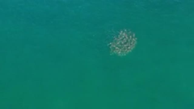 LOS CABOS MEXICO-2020: A Top View Of Deep Green Water And A School Of Fish