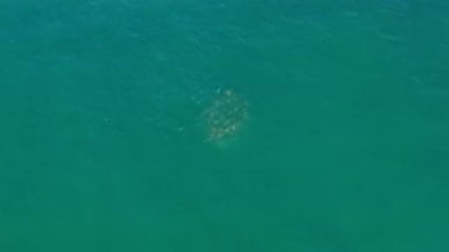 LOS CABOS MEXICO-2020: Aerial View Of A Mysterious Underwater Creature