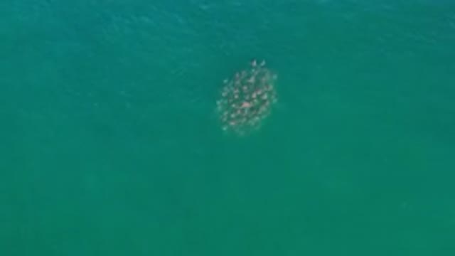 LOS CABOS MEXICO-2020: School Of Seals Swimming In Calm Blue-Green Waters