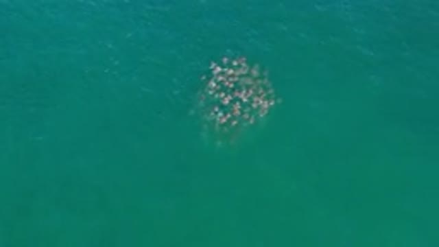 LOS CABOS MEXICO-2020: Group of Fishes Schooling Through the Vast Ocean Waters