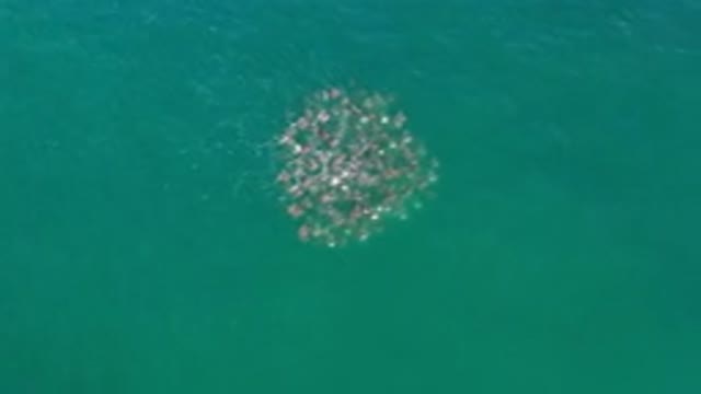 LOS CABOS MEXICO-2020: A Group Of Animals Swimming Together In The Water