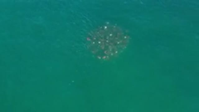 LOS CABOS MEXICO-2020: Drone Footage Of A Large Group Of Manta Rays Swimming