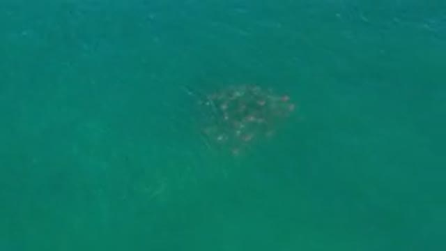 LOS CABOS MEXICO-2020: An Unknown Object Or Animal Is Floating In The Sparkling