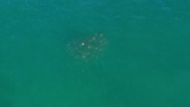 LOS CABOS MEXICO-2020: School Of Fish Swimming Just Under The Surface Of The