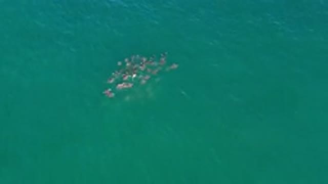 LOS CABOS MEXICO-2020: Animals Swimming In Group In The Middle Of The Ocean