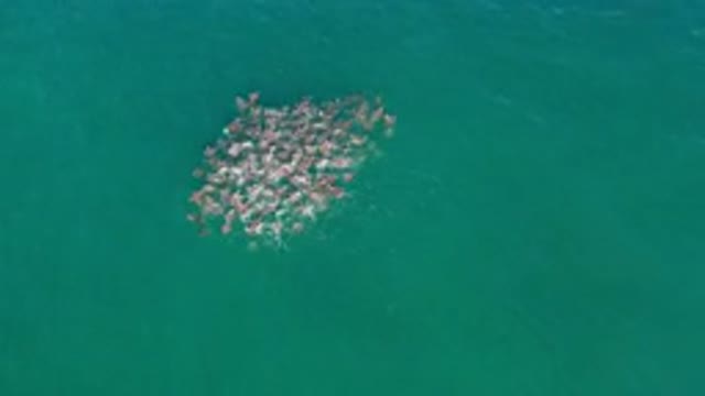 LOS CABOS MEXICO-2020: A View Of A Group Of Animals Swimming Together In The