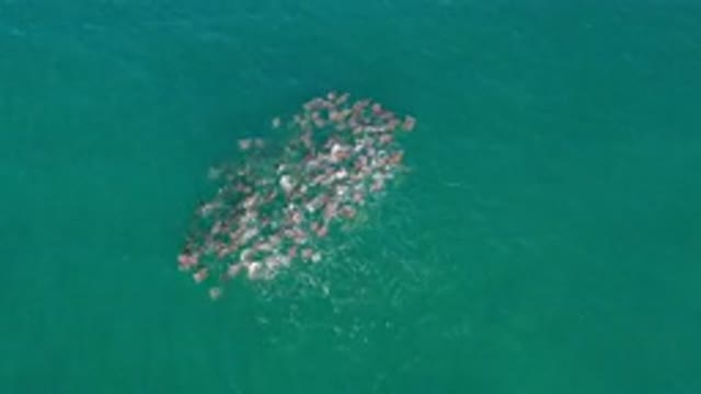 LOS CABOS MEXICO-2020: Animal Swimming Together in Clear Ocean Water
