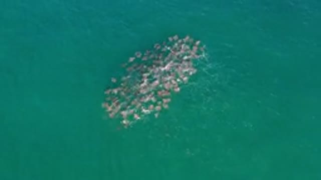 LOS CABOS MEXICO-2020: Fish Swimming In Ocean In A Close Knit Group Close To Surface