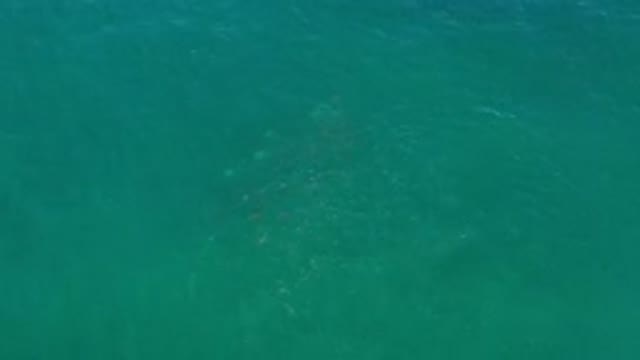 LOS CABOS MEXICO-2020: An Aerial View Of The Ocean With Animals Swimming Together