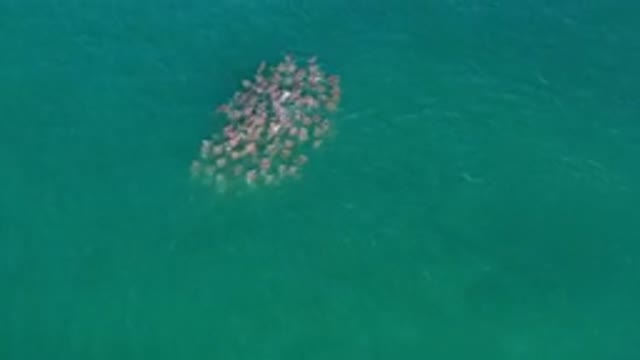 LOS CABOS MEXICO-2020: Top View Of A Green Deep Sea And A School Of Fish Moving