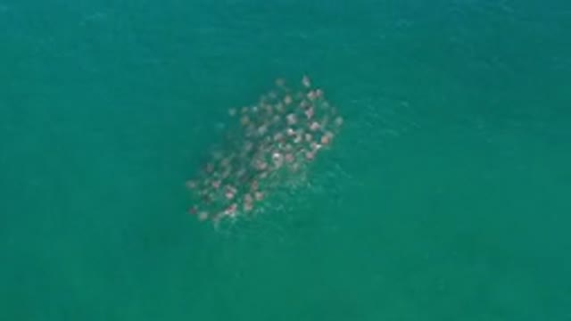 LOS CABOS MEXICO-2020: Family Watches School of Fish Venture Into the Sea