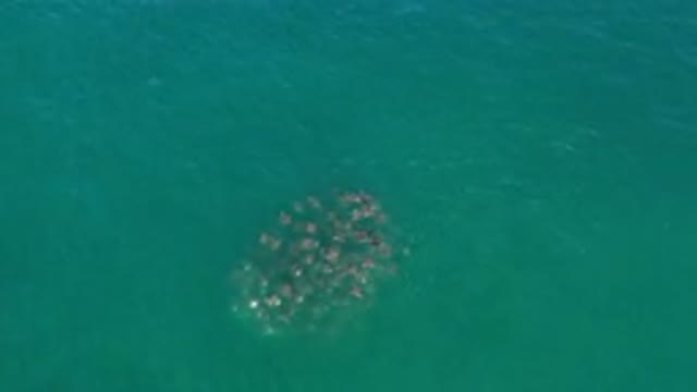 LOS CABOS MEXICO-2020: A Group Of Fish In The Greenish Water