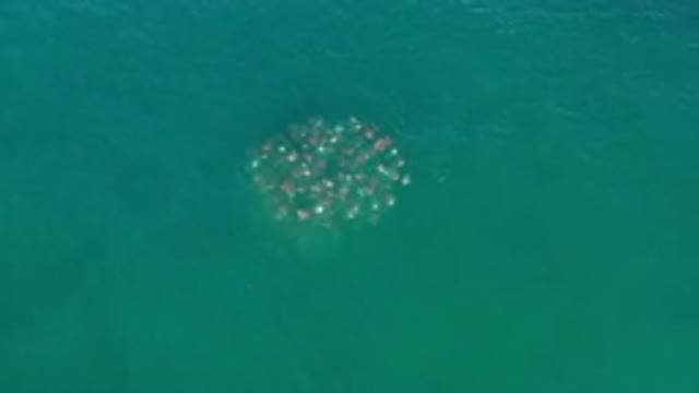 LOS CABOS MEXICO-2020: School Of Fish Swimming In Ocean Offshore