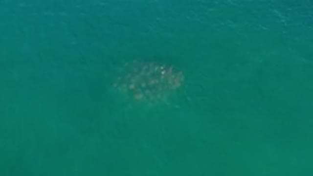 LOS CABOS MEXICO-2020: Many Ocean Animals In The Blue Green Coloured Water