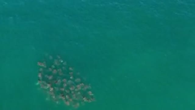 LOS CABOS MEXICO-2020: A School Of Fish Swimming Together In The Open Sea