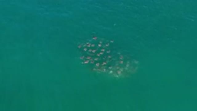 LOS CABOS MEXICO-2020: An Aerial View Of The Ocean With Animals Swimming