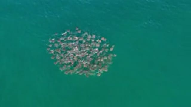 LOS CABOS MEXICO-2020: A Group Of Sea Creatures Swimming On The Sea Surface