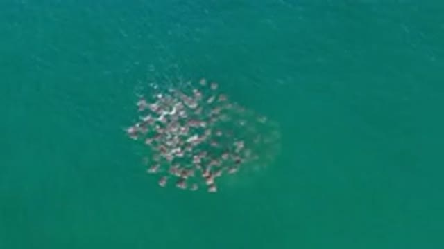 LOS CABOS MEXICO-2020: Fishes Swimming Together On A Deep Green Sea