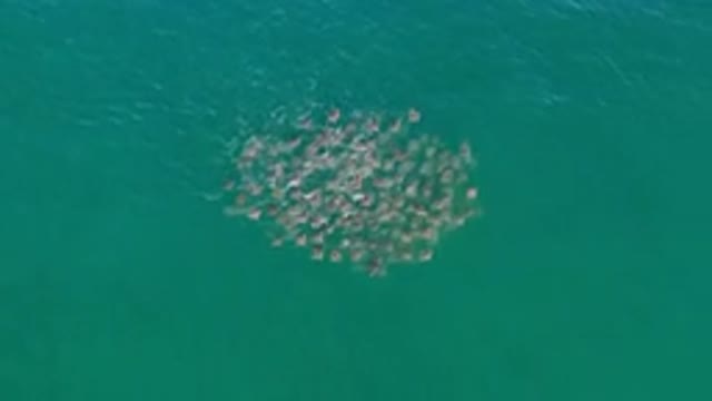 LOS CABOS MEXICO-2020: A Giant And Coordinated Shoal Of Fish Swims Together By