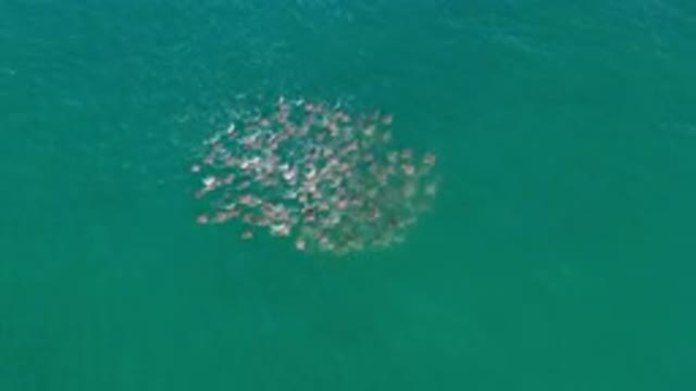 LOS CABOS MEXICO-2020: Family Of Fish Ventures Out Into Teal The Sea Following