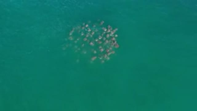LOS CABOS MEXICO-2020: A Family Of Grey Whales Swimming Together In The Sea