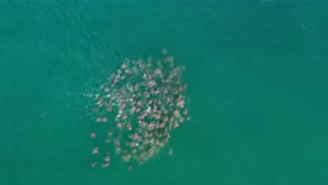 LOS CABOS MEXICO-2020: Rays Travelling In A Group Close To The Surface Of The