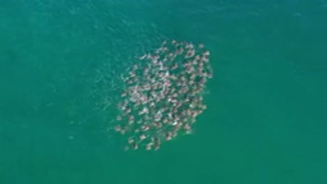 LOS CABOS MEXICO-2020: Large Group Of Fishes Swimming Together In The Vast Blue