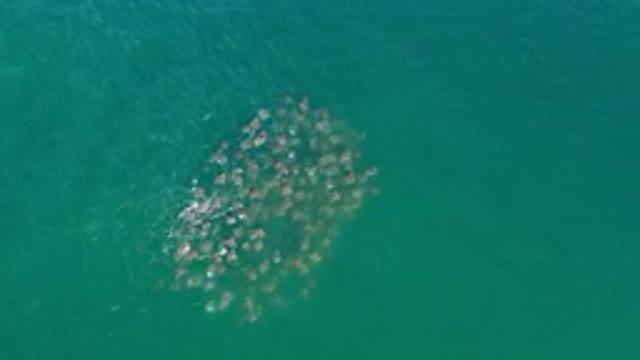 LOS CABOS MEXICO-2020: An Aerial View Of The Ocean With A Bunch Of Animals