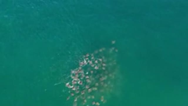 LOS CABOS MEXICO-2020: Deep Sea Fishing Adventure with Wild Fish Shoal