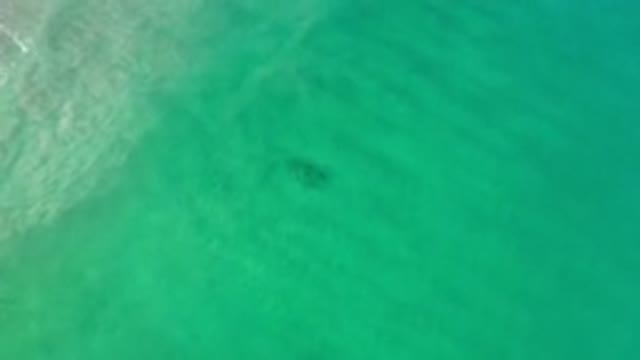 LOS CABOS MEXICO-2020: School Of Fish Swimming Through Beautiful Green Water