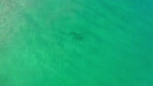 LOS CABOS MEXICO-2020: School Of Fish Swimming Freely Under The Calm Ocean