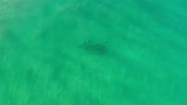 LOS CABOS MEXICO-2020: Top View Of A School Of Fish Under Clean Greenish Colored Water