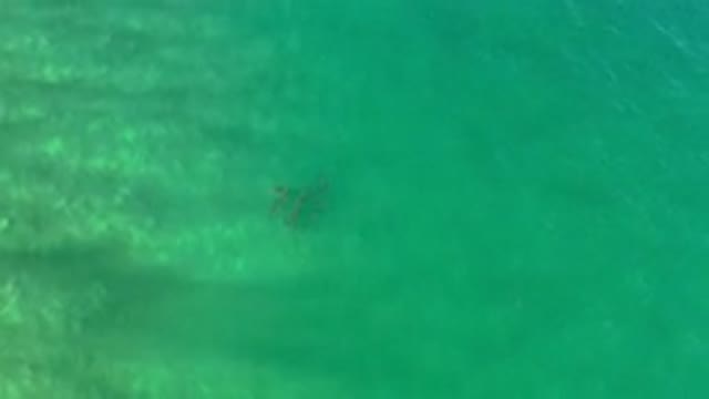 LOS CABOS MEXICO-2020: Top View Of A Greenish Deep Water With A School Of Fish