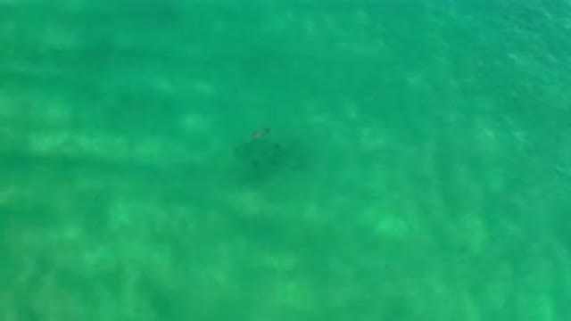 LOS CABOS MEXICO-2020: Small School Of Fish In The Ocean Captured By Flying